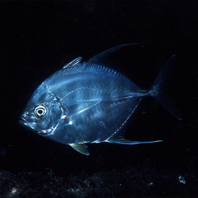 Carangoides uii